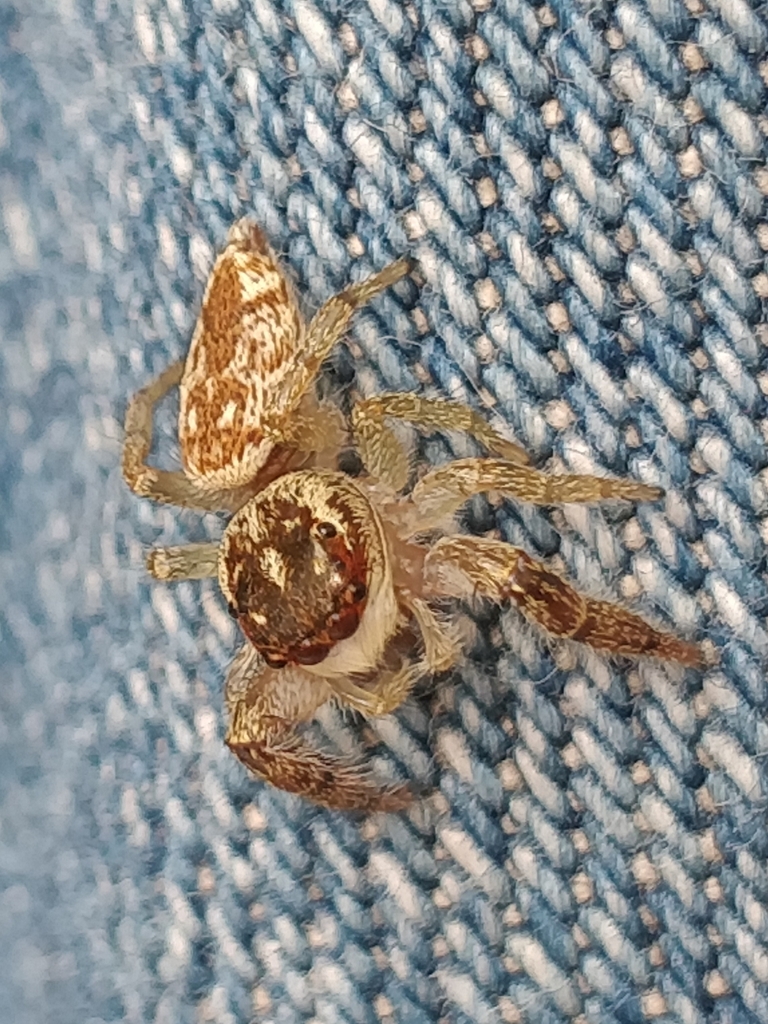 Macaroeris diligens