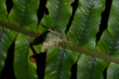Pasiphila plinthina