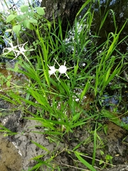 Hymenocallis crassifolia