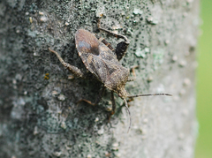 Acanthocoris sordidus
