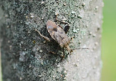 Acanthocoris sordidus