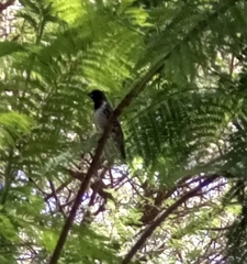 Spermestes cucullata