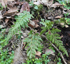 Asplenium adiantum-nigrum