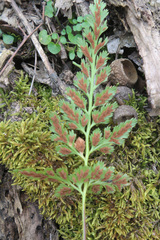 Asplenium adiantum-nigrum