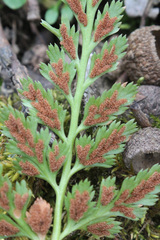 Asplenium adiantum-nigrum