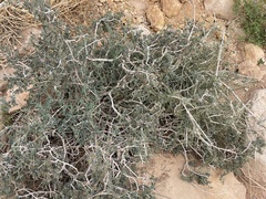 Gymnocarpos decander