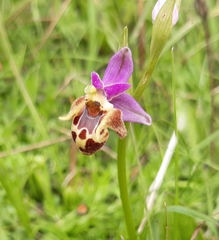 Ophrys heldreichii