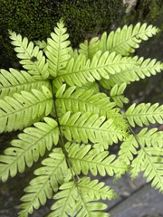 Pteris fauriei