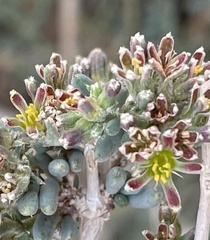 Gymnocarpos decander