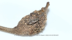 Coccotorus beijingensis