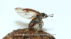 Coccotorus beijingensis