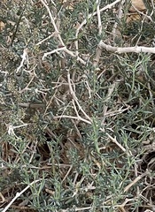 Gymnocarpos decander