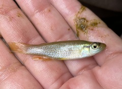 Fundulus blairae
