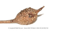 Coccotorus beijingensis