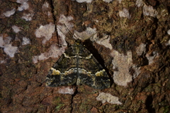 Pseudocoremia productata