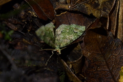 Pasiphila semochlora