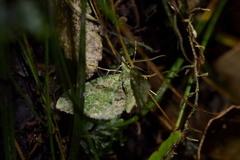 Pasiphila semochlora