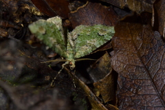 Pasiphila semochlora