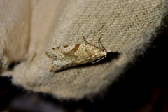 Leucotenes coprosmae