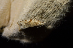 Leucotenes coprosmae