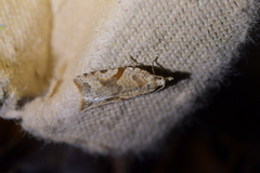 Leucotenes coprosmae