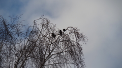 Sturnus vulgaris