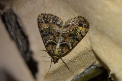 Pseudocoremia productata