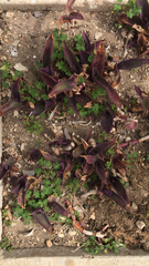 Tradescantia pallida