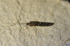 Psilochorema