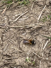 Andrena clarkella