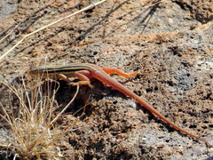 Mayer's Sand Lizard photo 2