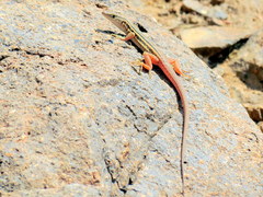 Mayer's Sand Lizard photo 4