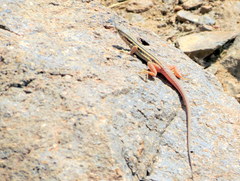 Mayer's Sand Lizard photo 5