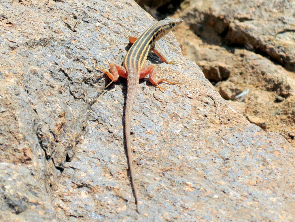 Mayer's Sand Lizard