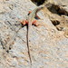 Mayer’s Sand Lizard - Photo (c) Gigi Laidler, some rights reserved (CC BY-NC), uploaded by Gigi Laidler