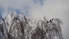 Sturnus vulgaris
