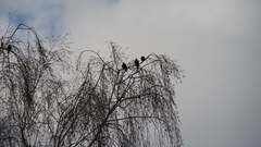 Sturnus vulgaris