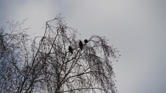 Sturnus vulgaris