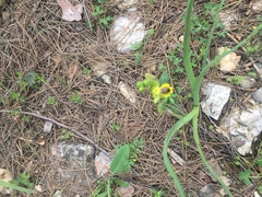 Ophrys lutea