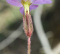 Primula vulgaris rubra