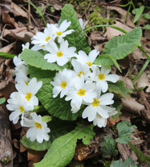 Primula vulgaris rubra