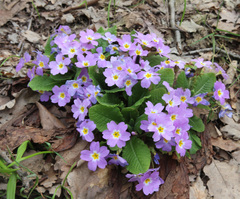 Primula vulgaris rubra