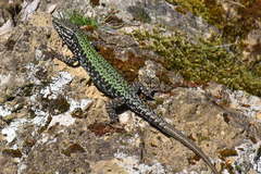 Podarcis muralis