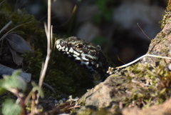 Podarcis muralis