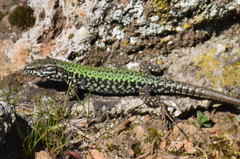 Podarcis muralis