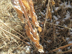 Senecio nemorensis