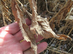 Senecio nemorensis
