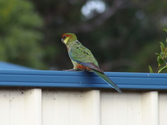 Platycercus icterotis icterotis