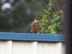 Platycercus icterotis icterotis