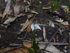 Eriochilus collinus collinus